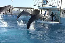 click to zoom Dolphinarium, Rimini, Italy