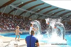 click to zoom Oltremare, Rimini, Italy